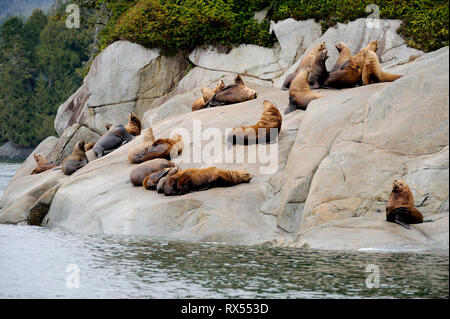 Stellar Seelöwen (Eumetopias jubatus), Johnstone Gerade, Vancouver Island, BC, Kanada Stockfoto