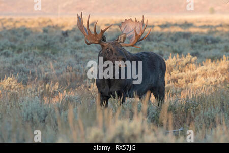 Stier Shiras Elch (Alces alces sherasi), stehen im Herbst Buschland im Grand Teton National Park, Wyoming. Stockfoto