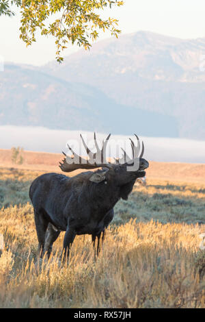 Stier Shiras Elch (Alces alces sherasi), stehen im Herbst Buschland im Grand Teton National Park, Wyoming. Stockfoto