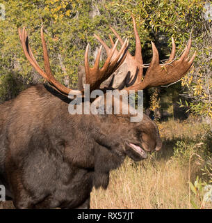 Grunzende Bulle Shiras Elch (Alces alces sherasi), Grand Teton National Park, Wyoming., Herbst Stockfoto