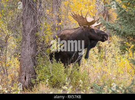 Stier Shiras Elch (Alces alces sherasi), Grand Teton National Park, Wyoming., Herbst Stockfoto