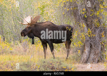 Stier Shiras Elch (Alces alces sherasi), Grand Teton National Park, Wyoming., Herbst Stockfoto