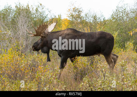 Stier Shiras Elch (Alces alces sherasi), Grand Teton National Park, Wyoming., Herbst Stockfoto