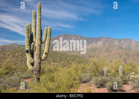 Saguaro Kaktus (Carnegiea gigantea) entlang der 40 km Apache Trail, oder AZ 88 Wie Es ist offiziell bekannt, mit Theodore Roosevelt Lake, schlängelt sich durch die Superstition Mountains und Tonto National Forest, aus Phoenix, AZ. Stockfoto