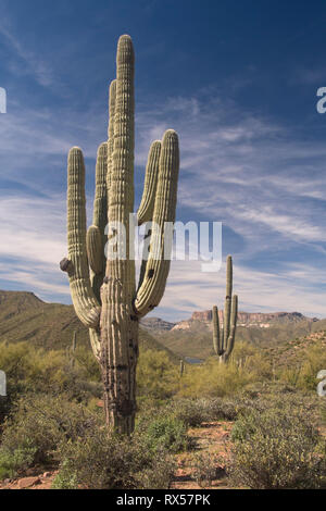 Saguaro Kaktus (Carnegiea gigantea) entlang der 40 km Apache Trail, oder AZ 88 Wie Es ist offiziell bekannt, mit Theodore Roosevelt Lake, schlängelt sich durch die Superstition Mountains und Tonto National Forest, aus Phoenix, AZ. Stockfoto