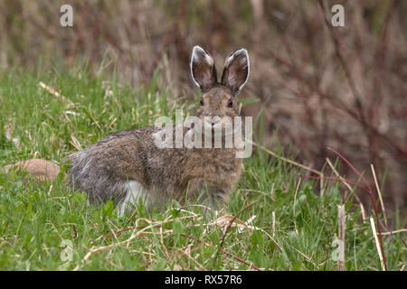 Snowshoe Hare oder unterschiedliche Hase (Lepus americanus), Feder, in der Nähe der Lake Superior, Kanada. Stockfoto