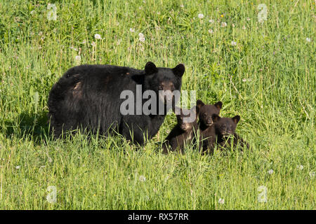 Wild American Black Bear (Ursus americanus), Mutter und Jungen, Sommer, in der Nähe von Thunder Bay, Ontario Stockfoto