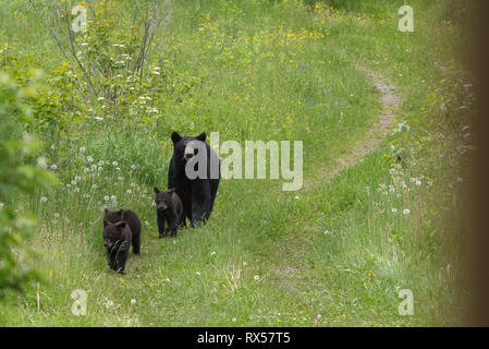 Wild American Black Bear (Ursus americanus), Mutter und Jungen, Sommer, Ontario, Kanada. Stockfoto