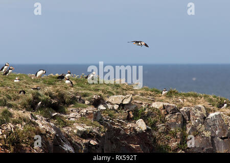 Papageitaucher im Flug mit Fisch im Schnabel in Maberly, Neufundland, Kanada Stockfoto