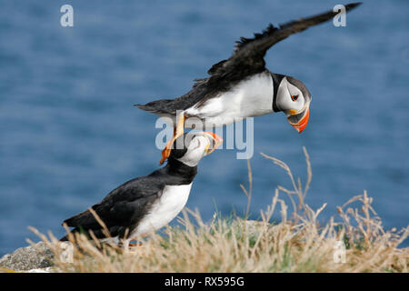 Atlantic Papageientaucher auf machias Seal Island Schlagflügel, New Brunswick Stockfoto