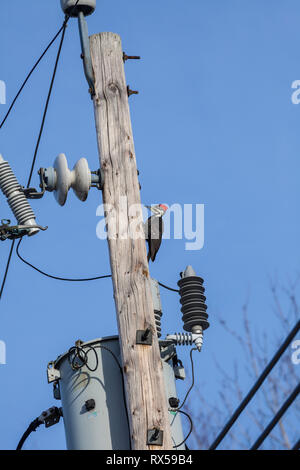 Weibliche Pileated Woodpecker (Dryocopus pileatus) auf eine elektrische Pole. Pointe Claire, Qc. Kanada Stockfoto