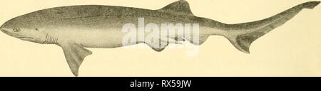 Die knorpelfischen Fische (1934) den knorpelfischen Fische elasmobranchfish 03 dani Jahr: 1934 Abb. 13 Abb. 14 Abb. 12. Eeptanchus cinercus. (Von Fitzinger.) Abb. 13. Heptanchus macu^ atus. (C. G. Potter, Del.) Abb. 14. Heptanchiis Abart. (Von Macdonakl und Barron.) Stockfoto