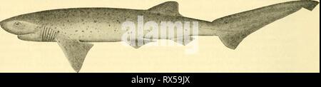 Die knorpelfischen Fische (1934) den knorpelfischen Fische elasmobranchfish 03 dani Jahr: 1934 Abb. 12 Abb. 13. Stockfoto