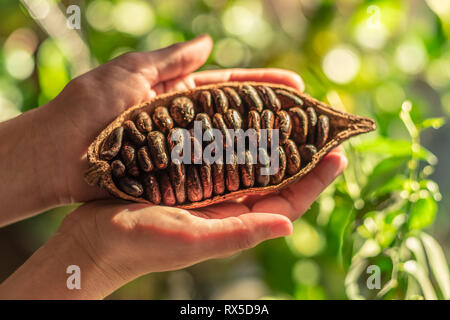 Kakaofrüchte mit trockenen Kakaobohnen der männlichen Händen. Natur Hintergrund. Stockfoto