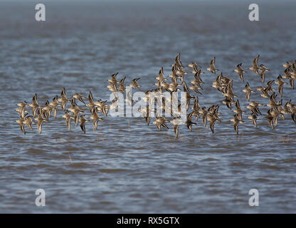 Sanderling, Calidris alba, Herde im Flug, Morecambe Bay, Lancashire, Großbritannien Stockfoto