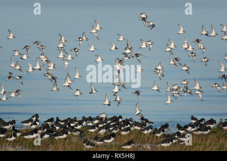 Sanderling, Calidris alba, Herde im Flug, über rastplätze Austernfischer, Morecambe Bay, Lancashire, Großbritannien Stockfoto