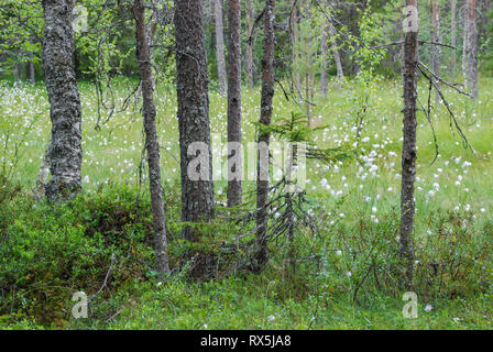 Taiga Forest (borealen Wald) biome, natürliche wilde Landschaft im Nordosten Finnland, Europa, mit Nadelbäumen und Wollgras. Stockfoto