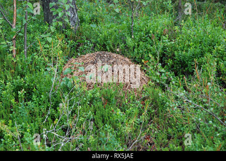 Großes Holz Ant's Nest in der Taiga Forest (borealen Wald) biome, natürliche wilde Landschaft im Nordosten Finnland, Europa. Stockfoto