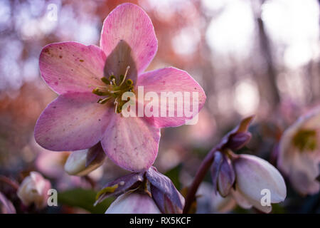 Rosa Winter Rose, Helleborus, spring flower Stockfoto