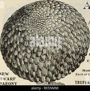 E H Jagd seedsman E.H. Hunt: seedsman ehhuntseedsman 1895 Jagd Jahr: 1895 42 E.H. HUNT, SEEDSMAN, Chicago, Illinois. Stockfoto