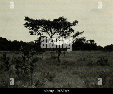 Eine ecogeographic Analyse der eine ecogeographic Analyse Der herpetofauna der Yucatan Halbinsel ecogeographicana 00 leej Jahr: 1980 YUCATAN HERPETOFAUNA 19 Stadt La Libertad (16° 47' N, 90° 07' W), Abteilung für El Peten, Guatemala, bei einer ungefähren Höhe von 210 m. Der Ort liegt auf einer Savanne char - sich insofern auszeichnet, als durch offenen Weiten der Gras durch die kleine Strauchigen abgeflachter Bäume, vor allem die nanze (Byrsonima Crassifolia) (Abb. verstreut. 12). Inseln typischen Waldrand Bäume wie z.b. Bursera simaruba und Cecropia spp. Punkt der Hut Landschaft. Lundell (1937) gemeldet Stockfoto