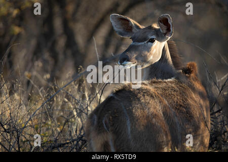 Eine weibliche Kudu Stockfoto