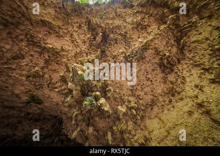 Die Überreste des Homo floresiensis, eine ausgestorbene Arten in der Gattung Homo, wurden im Jahr 2003 an Liang Bua auf der Insel Flores in Indonesien entdeckt. Stockfoto