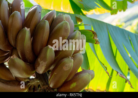 Bündel von süßen roten Bananen hängen an Tropical banana Palm Tree Nahaufnahme Stockfoto