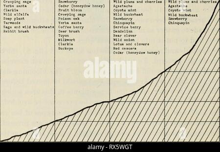 Wirtschaftliche Aspekte der Biene wirtschaftliche Aspekte der Biene Industrie economicaspectso 555 voor Jahr: 1933 34 Universität op CaliforniaâExperiment Station Obwohl die Abbildung zeigt an, dass das Leben Zonen Elevation, andere con Follow-gungen wie Niederschlag, Belichtung, etc., haben auch Einfluss auf die Lage der Pflanzen. Zum Beispiel, in einigen Gemeinden Giftsumach, Kaffee Berry, toyon, milkwort und Roßkastanie treten auch unter 2.000 Fuß. Üblichen Zeiten der Honig fliesst der Pflanzen an verschiedenen Erhebungen des Bee reicht von den Sierra Nevada Bergen unteren Sonoran Leben Zone (Honig Clow, Jan. bis Juni] Manzanltd Obst blo Stockfoto