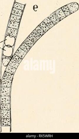 Einführung in die Biologie (1912) Einführung in die Biologie einfhrungindie 00 maas Jahr: 1912 ^m^' Bild. 13. Spaltpilze und Spaltalgen. 460/1. Sterben S p a 11 a! G e n Werdener auch Blaualgen (cyanophyceen) genannt wegen ihrer ins Blaue spielenden, hellgrünen Farbe. Sie leben im Wasser oder in feuchter Erde. Chroococcus (Abb. 13 c) Stockfoto