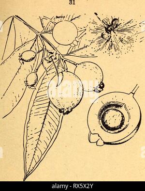 Essbare und giftige Pflanzen von essbaren und giftigen Pflanzen der Karibik ediblepoisonousp 00 Dahl Jahr: 1944 22. Rose Apple Eugenia jambos Rose Äpfel sind in der Regel roh verzehrt, kann aber gedünstet werden. Im-portiert vor langer Zeit aus Asien, Sie sind jetzt in der Regel in die Niederungen des tropischen Amerika angebaut und sogar wilde an vielen Orten laufen. Die Blüten sind Grün - getöntes Weiß oder Lila, und die Beeren sind fast weiß oder hellgelb, harte und scharfe, mit dem Geschmack wie Rosenwasser. Die meisten Menschen halten es für eine minderwertige Obst. Es heißt Manzana rosa und pomarrosa. Stockfoto