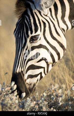 Ein Zebra surft im Gras in der Nähe von Halali Rest Camp im Etosha National Park, Namibia. Stockfoto