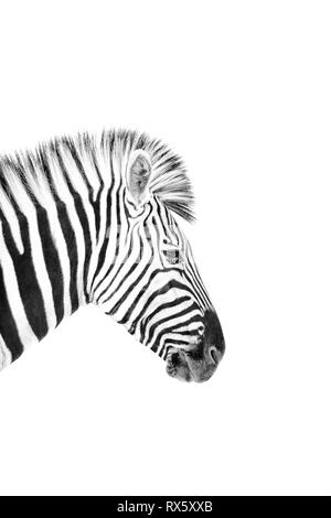 Ein High Key Bild eines Zebras Stockfoto