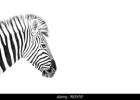 Ein High Key Bild eines Zebras Stockfoto