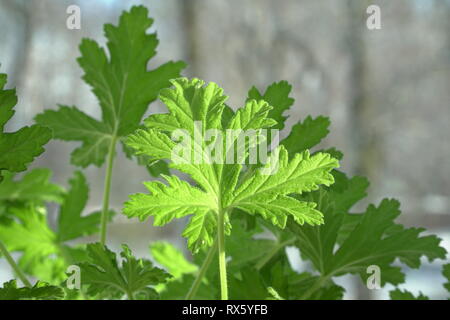 Nahaufnahme der grünen Pelargonium graveolens Pflanze aromatische Blätter. Eine Geranie - wie ein immergrüner Strauch. In der Volksmedizin Blätter der Heilung verwendet Stockfoto