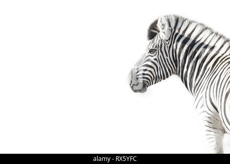 Ein High Key Bild eines Zebras Stockfoto