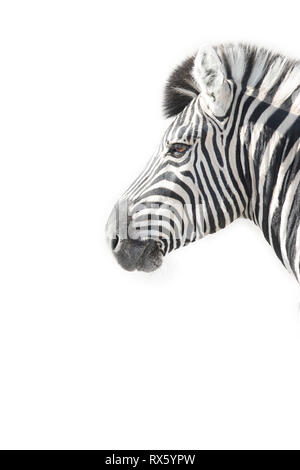 Ein High Key Bild eines Zebras Stockfoto