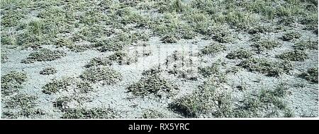 80 Jahre der Vegetation und achtzig Jahre der Vegetation und Landschaft Veränderungen in den nördlichen Great Plains: Eine fotografische eightyyearsofveg 45 klem Jahr: 2001 Belle Fourche, South Dakota Lage Butte CO, SD; Sec. 6. R. 3 E.. T. ION.; GPS-UTM 4968196 N, 593644 E. Über 14,2 km nord-nordöstlich von Belle Fourche. Von Belle Fourche, Reisen nach Norden 14,2 Meilen entlang US-Highway 85. Photopoint ist 50 Meter nördlich der Autobahn. Beschreibung zum 20. September 1999 Shrub-Dominated Hochland Sträucher. Atriplex nuttallii Hochland vor dem Hügel Gräser. Agropyron smithil Koeleria pyramidata, Agro-pyron Crist Stockfoto