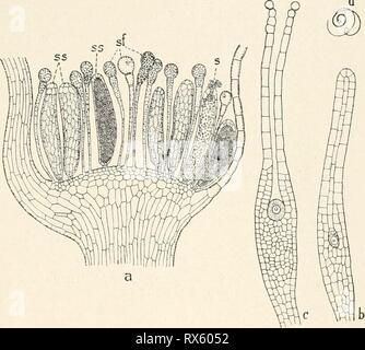 Einführung in die Biologie (1912) Stockfoto