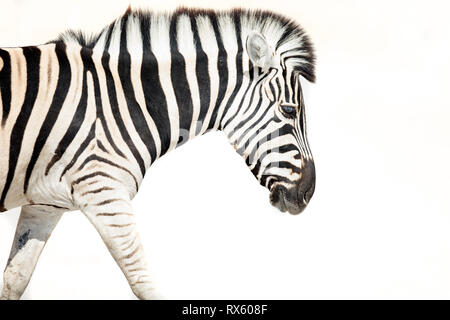 Ein High Key Bild eines Zebras Stockfoto