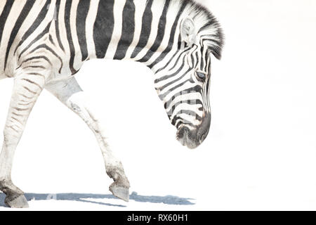 Ein High Key Bild eines Zebras Stockfoto