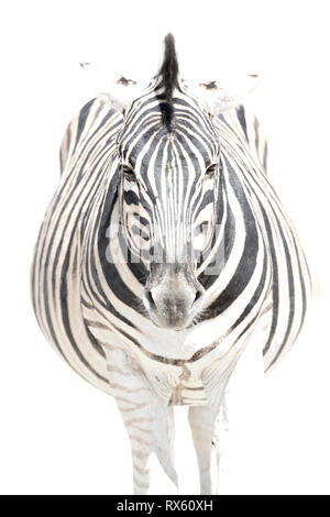 Ein High Key Bild eines Zebras Stockfoto