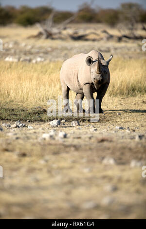 Ein Rhino bei Rietfontein im Etosha National Park, Namibia. Stockfoto