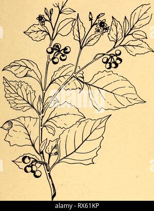 Essbare und giftige Pflanzen von essbaren und giftigen Pflanzen der Karibik ediblepoisonousp 00 Dahl Jahr: 1944 63 50. Schwarzer Nachtschatten Solanum nigrum Die zarte Blätter und junge Triebe wie Spinat zubereitet werden. Die Beeren sind nicht gegessen. In einigen Regionen die Beeren sind giftig gefunden worden. Diese Weiche - aufgehaltene weedy Werk, in der Regel nicht über 3 Meter hoch, ist für alle Bereiche in der Karibik. Die kleinen Blüten sind violett oder weiß, und seine Frucht ist ein kleines schwarz-lila Beere mit zahlreichen Samen. Es ist auch der Garten huckleberry, yerba Mora genannt, und pintamora in Panama Stockfoto