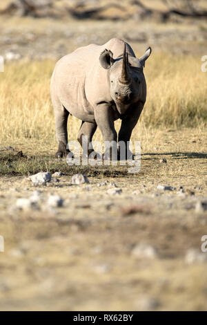 Ein Rhino bei Rietfontein im Etosha National Park, Namibia. Stockfoto