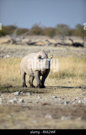 Ein Rhino bei Rietfontein im Etosha National Park, Namibia. Stockfoto