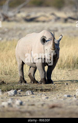 Ein Rhino bei Rietfontein im Etosha National Park, Namibia. Stockfoto