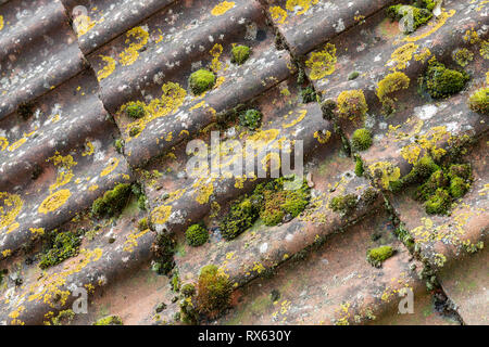 Gelbe Flechten und Moos wachsen auf Dachziegel UK Stockfoto