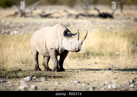 Ein Rhino bei Rietfontein im Etosha National Park, Namibia. Stockfoto