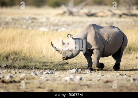 Ein Rhino bei Rietfontein im Etosha National Park, Namibia. Stockfoto